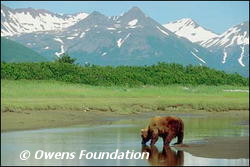 Please help us save Idaho's few remaining Grizzly Bears.