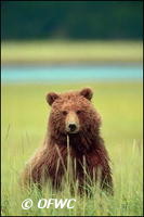 Illegal shootings: The leading cause of grizzly deaths.