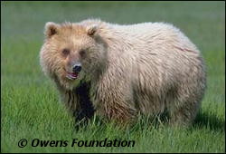 There are only 5 small populations of grizzly bears remaining in the lower 48 states.