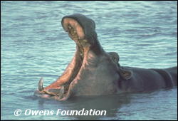 Hippopotamus with mouth agape.